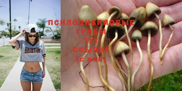 ПСИЛОЦИБИНОВЫЕ ГРИБЫ Бородино